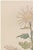 Originally created as Plate 4 from Keika Hyakugiku (One Hundred Chrysanthemums) in 1893, this elegant botanical...