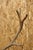 Animal Skin Antique Black Forest Victorian Wall Mounted Taxidermy Large Deer Skull & Antlers For Sale - Image 7 of 17