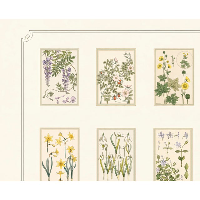 Antique White Atelier Aria Lumae Eugene Grasset Maurice Pillard Verneuil Art Nouveau Botanical Specimen Grid Board Print 60 X 40 For Sale - Image 8 of 17