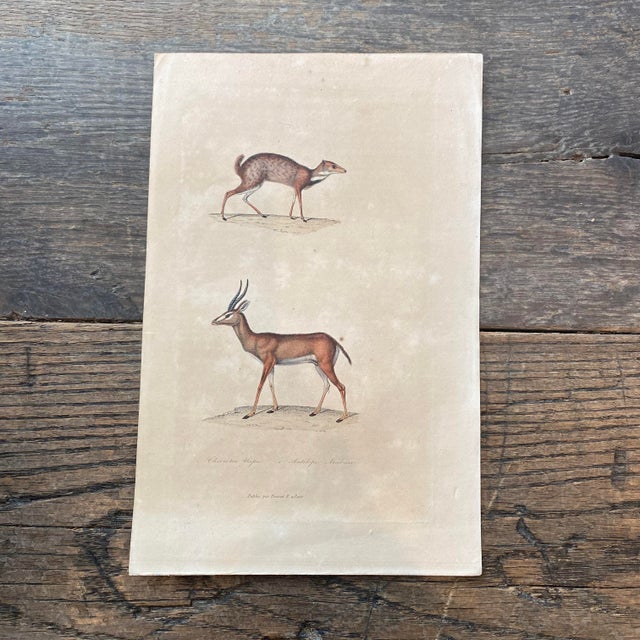 Super high quality in this lovely historical French 18th Century antilope "antelope" engraving! Bought in France near...