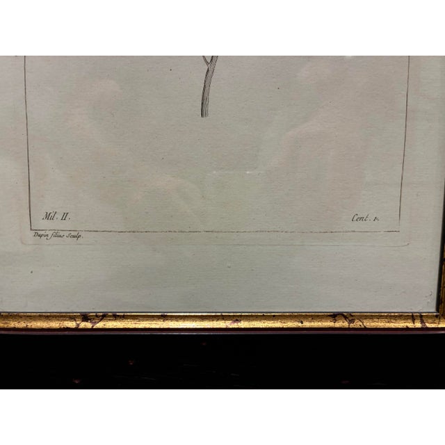 Vintage Lycium Barbarum Chinese Jasmine Botanical Print in Black & Gold Frame For Sale - Image 4 of 6