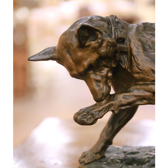 Early 20th Century Early 20th Century French Animalier Bronze Hunt Dog Sculpture Signed T. Cartier For Sale - Image 5 of 11