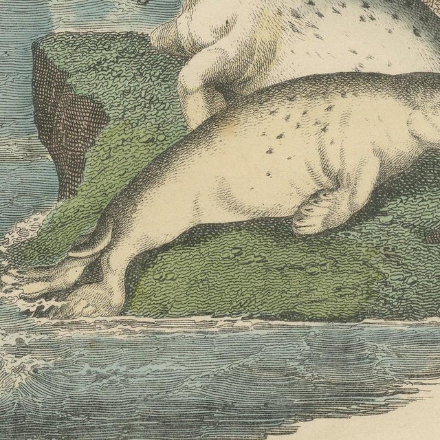 Carl Friedrich August, Sperm Whale with Porpoise and Seals, Kolb Mammals, 1890, Print For Sale - Image 4 of 12