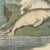 Carl Friedrich August, Sperm Whale with Porpoise and Seals, Kolb Mammals, 1890, Print For Sale - Image 4 of 12