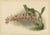 Henry Moon, Orchid Odontoglossum Hybridum Leroyanum, 1888, Paper For Sale