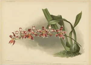 Henry Moon, Orchid Odontoglossum Hybridum Leroyanum, 1888, Paper