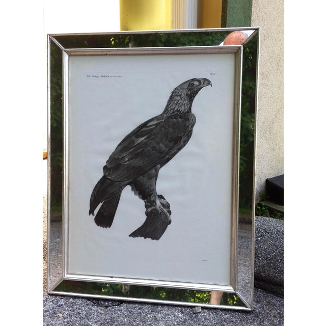 Early 19th Century Description De l'Égypte Imperial Eagle Engraving, Savigny, Barraband, Circa 1826 For Sale - Image 5 of 12