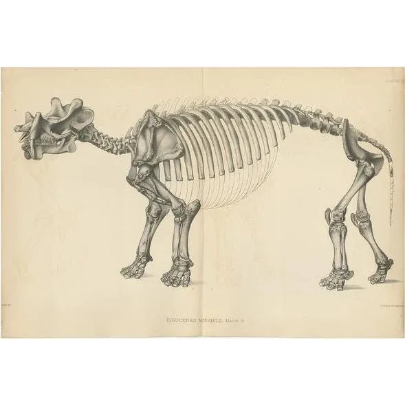 Late 19th Century Marsh, Paleontology Illustration of a Dinoceras Mirabile, 1886, Print For Sale - Image 5 of 5