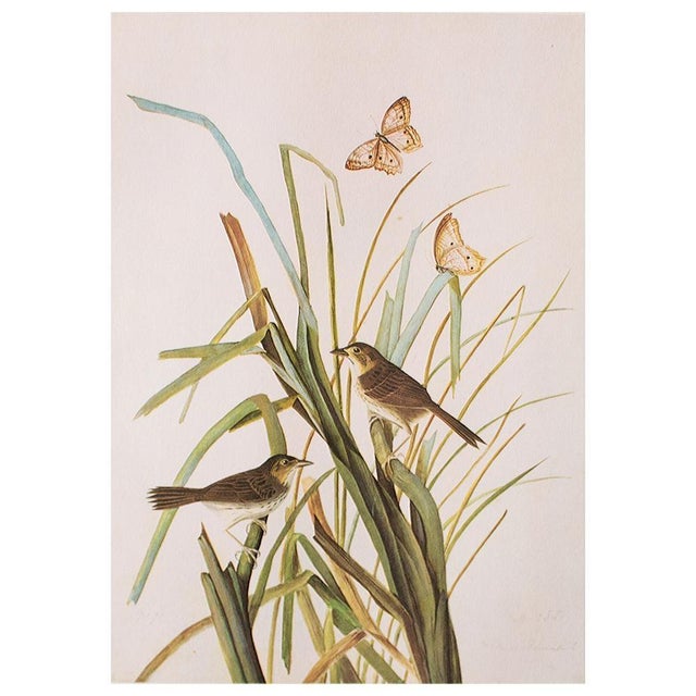 1960s 1966 Vintage Cottage Print "Seaside Sparrow" After John James Audubon For Sale - Image 5 of 7