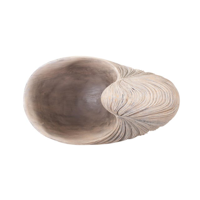 2020s Nautilus Shell For Sale - Image 5 of 11