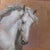 A Willing Spirit #7 by Barbara Fox | Oil on Copper Painting of a white horse head For Sale