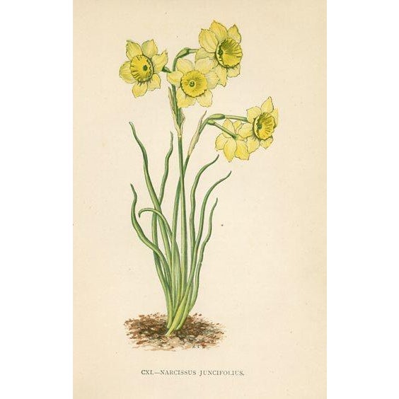 1890s, Rhododendron Botanical Print, Flora of the Alps, Set of 4, Antique Botanical Prints, Lithographs, England For Sale - Image 4 of 5