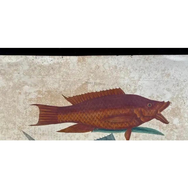 Nautical Mark Catesby Engraving, "The Hogfish and the Shad" For Sale - Image 3 of 9