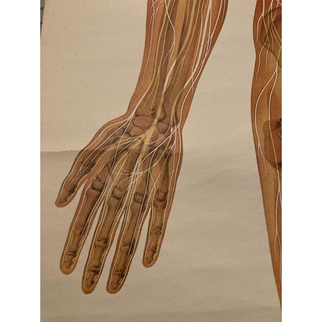 Anatomical Pull-Down Chart of the Human Body, Nervous System , Spine ...