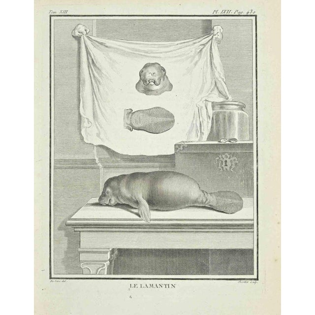Le Lamantin is an etching realized by Juste Chevillet in 1771. It belongs to the suite "Histoire Naturelle de Buffon". The...