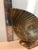 Brass 1970s Brass Conch Shell Footed Planter For Sale - Image 8 of 9