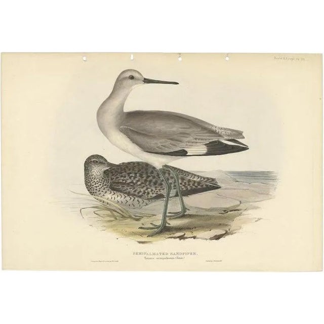 After Gould, The Semipalmated Sandpiper, 1832, Print For Sale