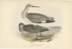 After Gould, The Semipalmated Sandpiper, 1832, Print