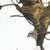 Deer Tree - Fran Bull, C. 2003 For Sale - Image 4 of 9