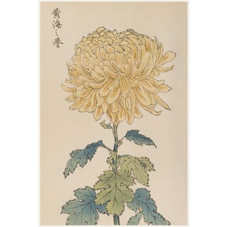 Yellow Mum by Hasegawa, Vintage Japanese Botanical Art Print, 36" X 54" For Sale