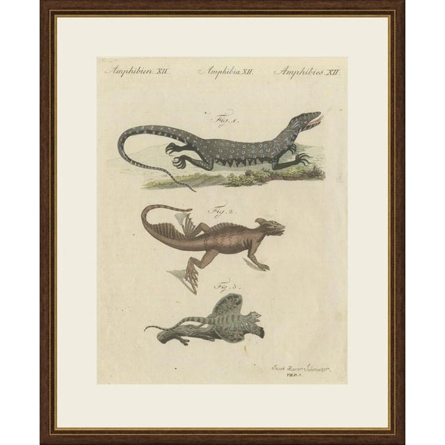 This antique lizard print shows a monitor lizard, a basilisk and the flying dragon lizard, on an original hand coloured...