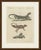 This antique lizard print shows a monitor lizard, a basilisk and the flying dragon lizard, on an original hand coloured...