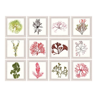 Bradbury Seaweeds, Framed Artwork - Set Of 12 For Sale