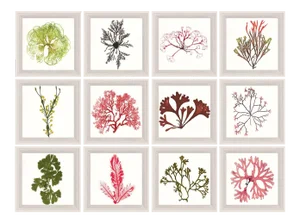 Bradbury Seaweeds, Framed Artwork - Set Of 12