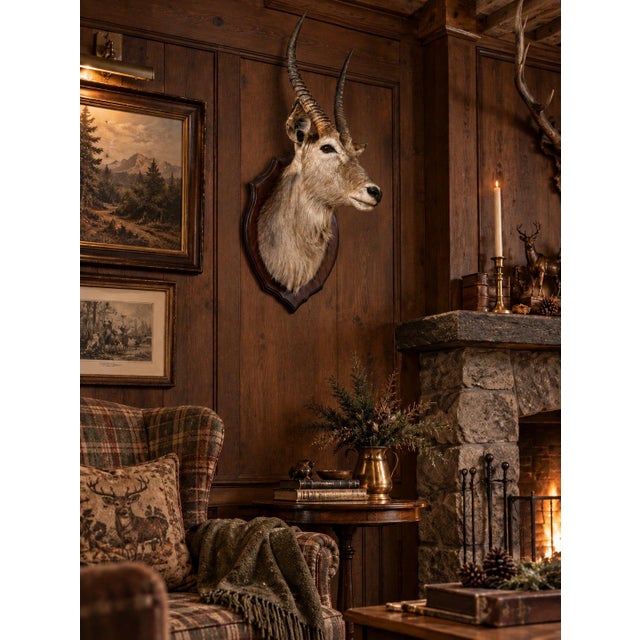African African Waterbuck Shoulder Mount Safari Trophy Wall Art Taxidermy Vintage For Sale - Image 3 of 3
