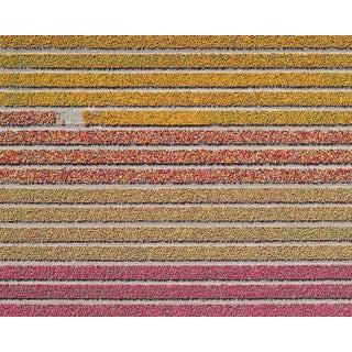 "AV_Tulip_Fileds_016" Size B Contemporary Limited Edition Photography Fine Art Print by Bernhard Lang For Sale