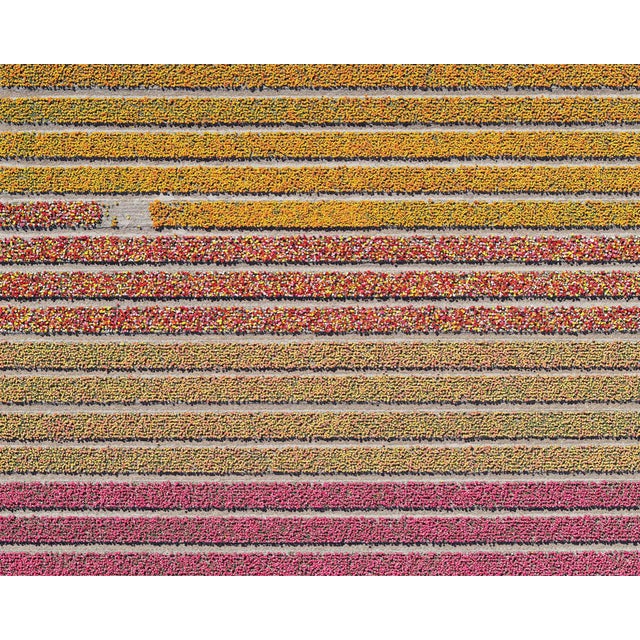 "AV_Tulip_Fileds_016" Size B Contemporary Limited Edition Photography Fine Art Print by Bernhard Lang For Sale