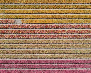 "AV_Tulip_Fileds_016" Size B Contemporary Limited Edition Photography Fine Art Print by Bernhard Lang