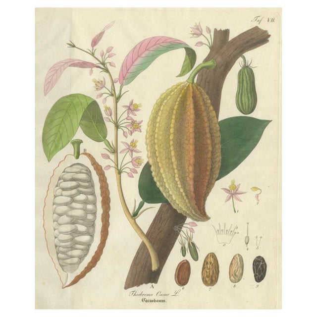 Theobroma Cacao, 1800s, Paper For Sale - Image 10 of 10