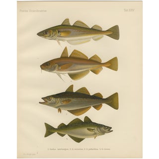 Whiting and Poor Cod and Pollack and Saithe, 1895, Paper For Sale
