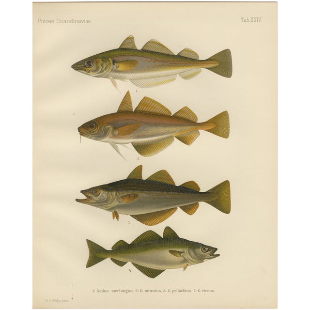 Whiting and Poor Cod and Pollack and Saithe, 1895, Paper For Sale