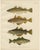 Whiting and Poor Cod and Pollack and Saithe, 1895, Paper For Sale