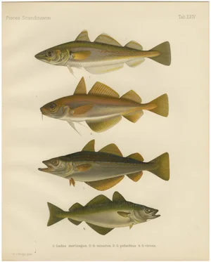 Whiting and Poor Cod and Pollack and Saithe, 1895, Paper