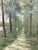 Green Mid 20th Century Large Impressionist Style Tree-Lined Landscape Oil Painting in Gilt Frame – 41.5” X 41.25” For Sale - Image 8 of 17