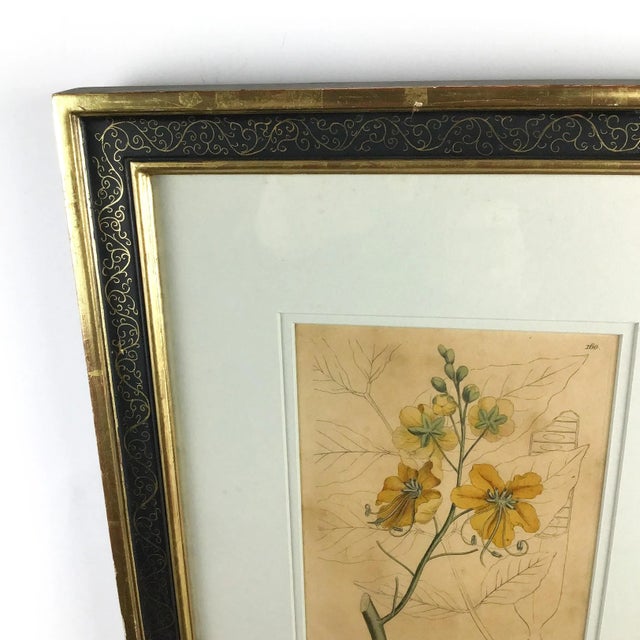 Shabby Chic Original Plate Botonical Art William Woodville London For Sale - Image 3 of 8