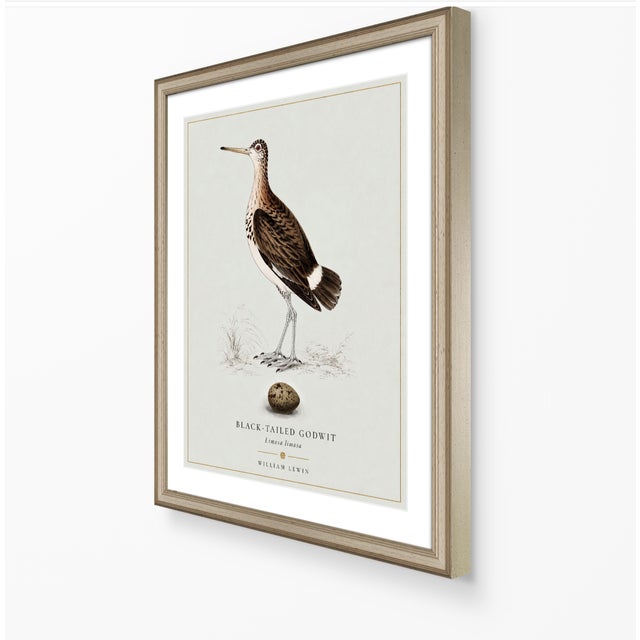 William Lewin 1789 Waterbirds Fine Art Gallery Board Print - Black Tailed Godwit For Sale - Image 4 of 13