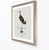 William Lewin 1789 Waterbirds Fine Art Gallery Board Print - Black Tailed Godwit For Sale - Image 4 of 13
