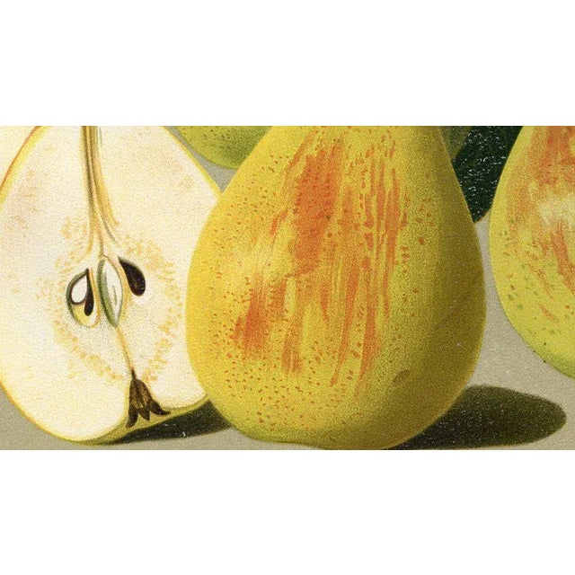 Original lithograph print of a pear from a German fruit grower's periodical published in the early 1900s. Shown is the...