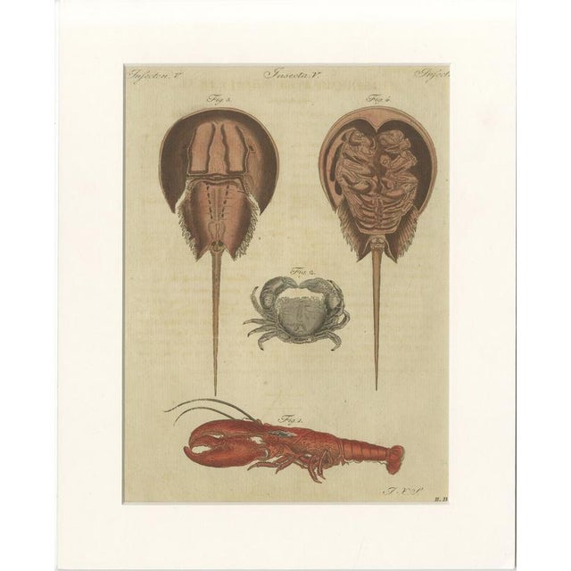 Antique Lobster Crab and Horseshoe Crab Engraving by Bertuch, 1792 For Sale - Image 9 of 9