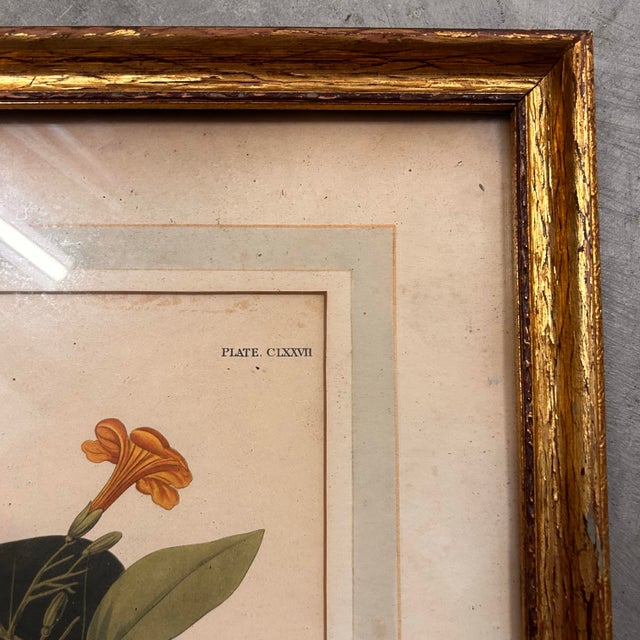 Mid 20th Century Framed Audubon “White-Crowned Pigeon” Print – Vintage Ornithological Illustration For Sale - Image 4 of 9