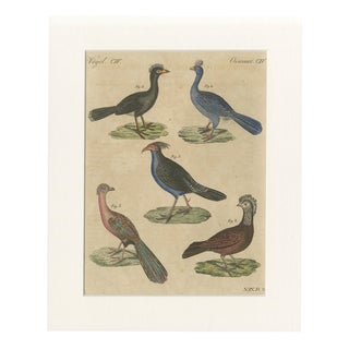 Bertuch, Crested Birds, 1800, Engraving For Sale