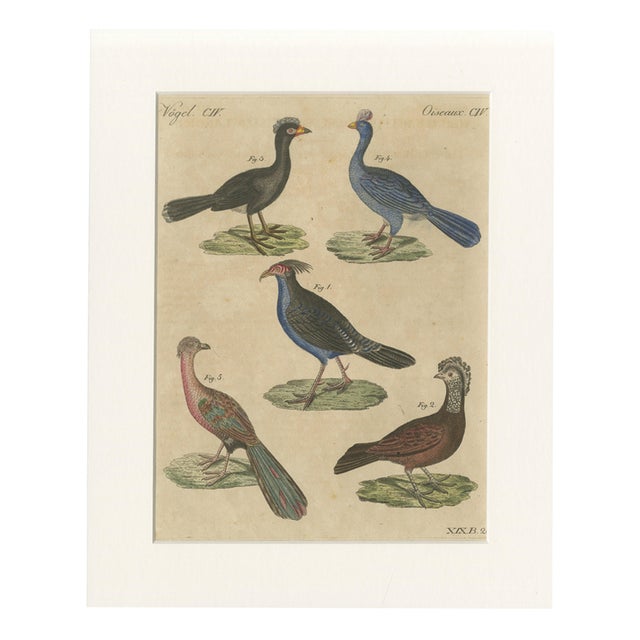 Bertuch, Crested Birds, 1800, Engraving For Sale