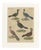 Bertuch, Crested Birds, 1800, Engraving For Sale