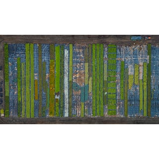 "AV_California_Plants_010" Contemporary Limited Edition Fine Art Photograph by Bernhard Lang For Sale