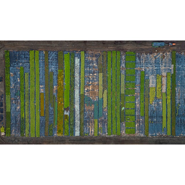 "AV_California_Plants_010" Contemporary Limited Edition Fine Art Photograph by Bernhard Lang For Sale