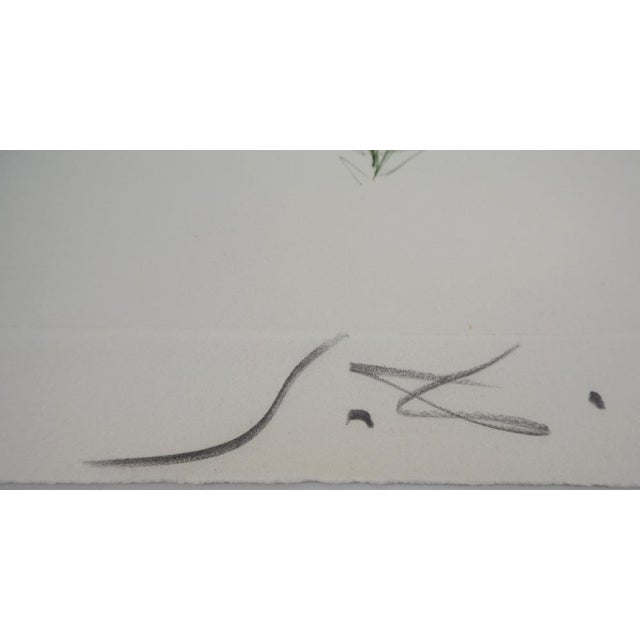 Salvador dali tristan and the dragon (1970) original colored etching signed in pencil with the artist's monogram dry stamp...